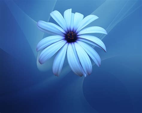 Desktop Blue Flower Wallpapers Wallpaper Cave