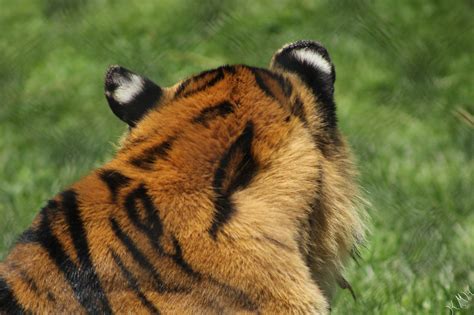 Tigers Ears By Kmh Photography On Deviantart