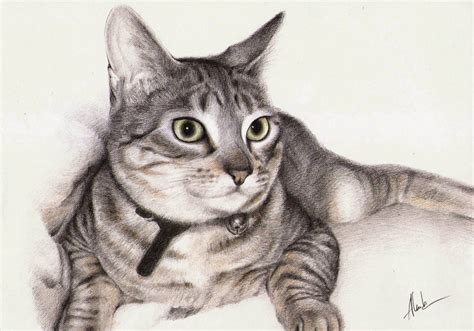 Dibujo Realista De Un Gato Animal Art Animals Drawings