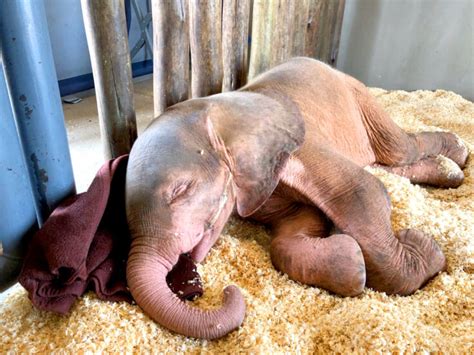 Extremely Rare Albino Elephant Calf Rescued After Being Trapped In