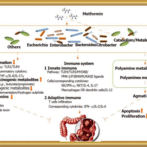 The Potential Metformin Gut Microbiota Colorectal Cancer Axis In Type 2