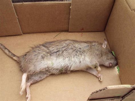 Comment Tuer Un Rat Taupier Sur La France