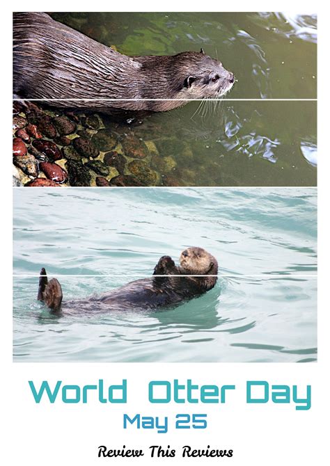 World Otter Day Review