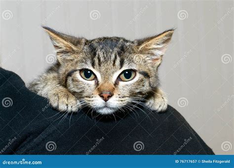 Gray And Black Striped Tabby Kitten Clinging To The Shoulder Of Person