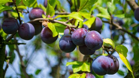 Plum Tree Everything You Should Know Before Planting