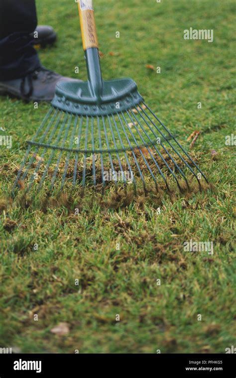 Raking A Lawn Close Up Stock Photo Alamy