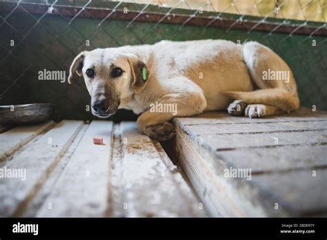 Scared Dog Hi Res Stock Photography And Images Alamy