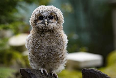 Cutest Owls Youve Ever Seen Zap Raptor
