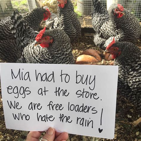 Farmers Are Shaming Their Chickens For Their ‘crimes And Its Too
