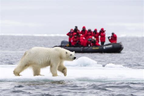 Scientists To Calculate Polar Bears Population