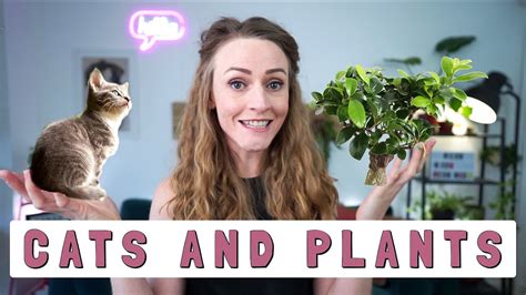 Just make sure you remember when they are on and obey guidelines during summer. How to keep cats away from houseplants - YouTube