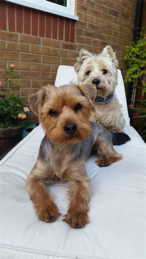 Pet sitting in own home. Pet Sitting & Feeding in Bournemouth & New Forest ...