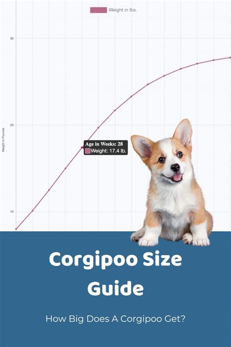 Corgi Weight Chart Blog Dandk