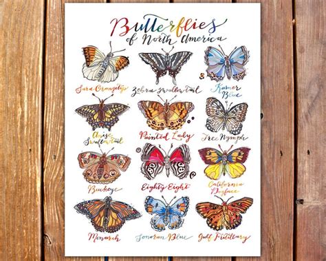 Butterfly Print Butterflies Of North America Illustration Etsy