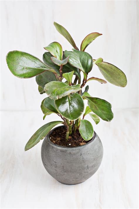 Comprised of a peperomia green, a peperomia ruby glow, and a peperomia happy beans, all three plants in this collection are houseplants safe for cats and dogs. 50 House Plants Safe For Cats Children | Plants, Indoor ...