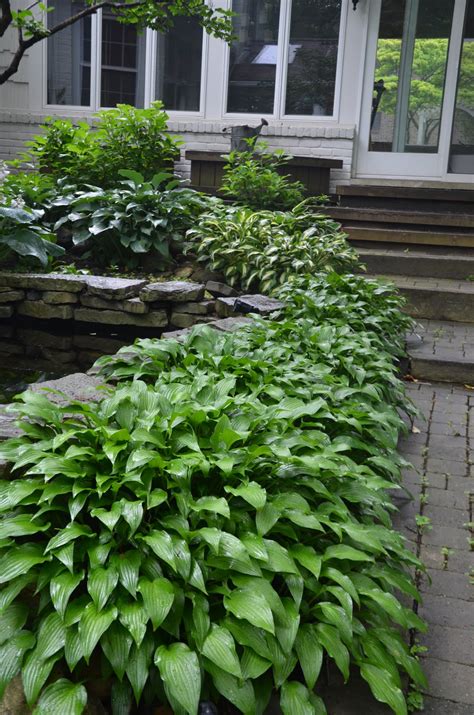 Creating a hydrangea garden design can include a variety of other terrific plants that combine to present a breathtaking landscape. Zone Five and a Half: Hosta la Vista!