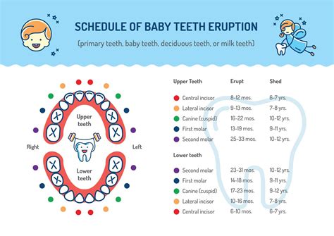 Eruption Schedule For Baby Teeth When Do Child Teeth Erupt