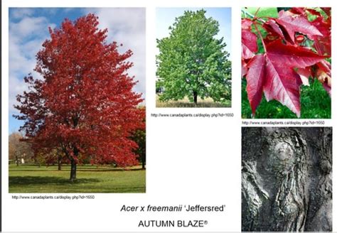 Deciduous Trees Plant Data Sheets Flashcards Quizlet