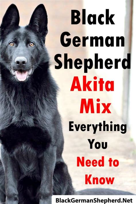 Black German Shepherd Akita Mix Everything You Need To