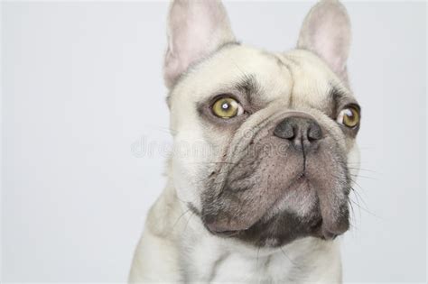 Cute French Bulldog With A Shirt Stock Image Image Of Wear Shirt