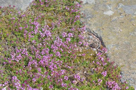 6 Tips For Growing Red Creeping Thyme In Texas