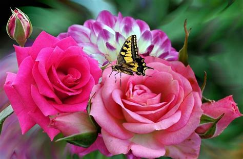 Rosa Rosas Cor De · Imagens Grátis No Pixabay