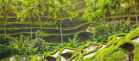 How About A Holiday In Ubud Catch A Glimpse Here Indonesiatravel