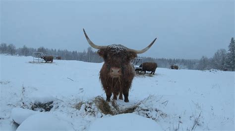 Scottish Highland Cattle In Finland This Snow Probably Stays Youtube