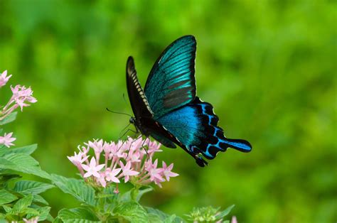 カラスアゲハ（蝶）の写真を無料ダウンロード（フリー素材） - ぱくたそ