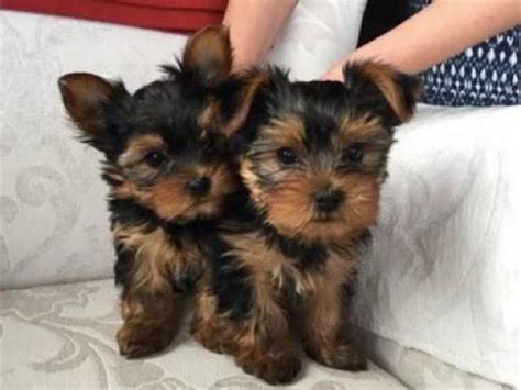 Beautiful Xmas Purebred Yorkie Puppies For Adoption Tulsa Animal Pet