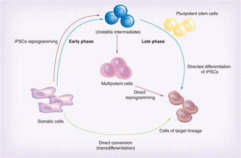 A Review Of Induced Pluripotent Stem Cell Direct Conversion By Trans
