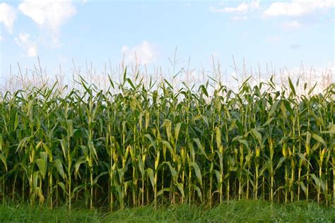 Corn Field Stock Image Image Of Ground Agriculture 22670593