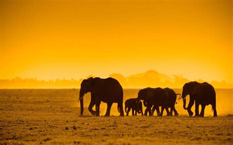 African Animals Wallpapers Wallpaper Cave