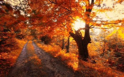 Wallpaper Sunlight Trees Landscape Forest Fall Leaves Nature Red Road Shrubs Tree
