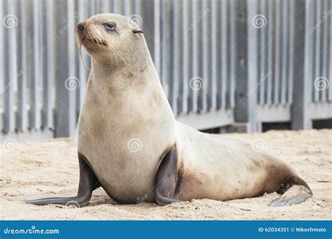 African Seals Stock Image Image Of Mammal Brown Fauna 62034351