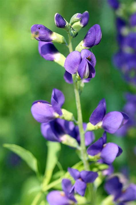Purple flowers native to pennsylvania. 11 Native Blue Flowers for the Garden | Gardener's Path