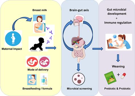 Frontiers Microbial Therapeutics Designed For Infant Health