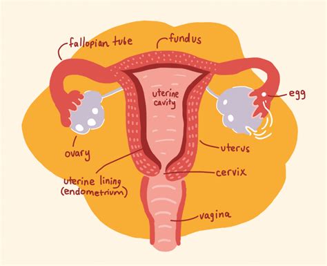 Menstruation Spot 2 First Period