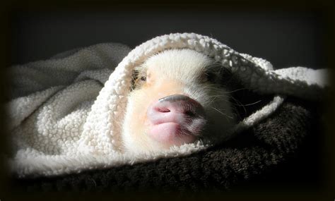 Mini Pig Sleeping Habits Life With A Mini Pig