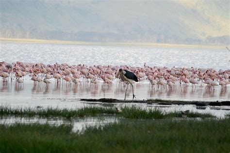 El Lago Nakuru Un Imprescindible De La Kenia Salvaje