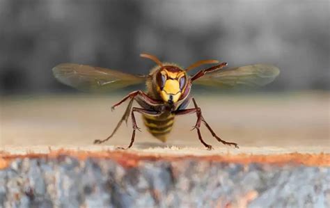 Stinging Insects Trads Pest Control