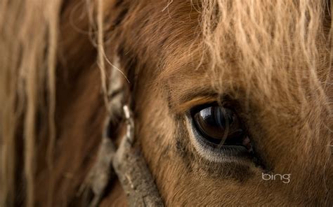 Best Of Bing Australia Australian Landmarks And Animals