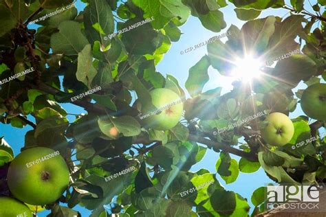 Sun Rays Go Through Apple Tree Leafs Stock Photo Picture And Low