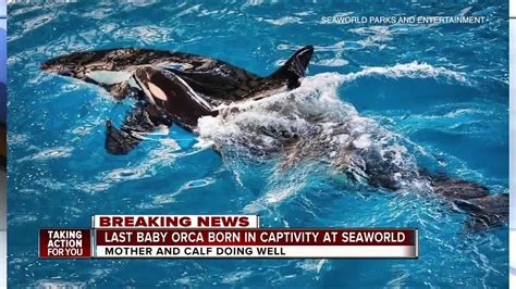 Last Killer Whale Born In Captivity At Seaworld