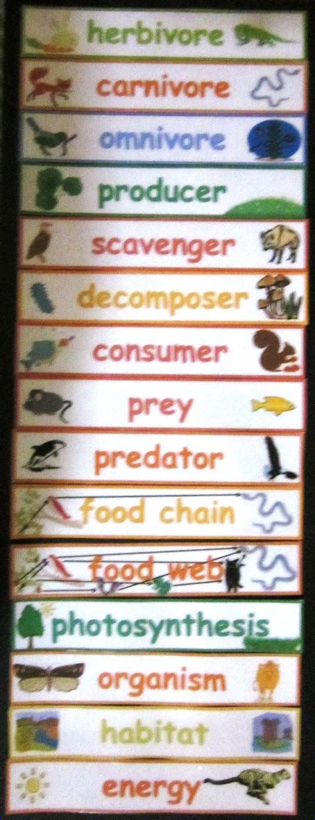 Nylas Crafty Teaching Food Chain And Food Web Vocabulary Words