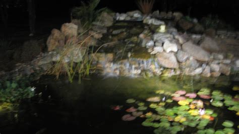 Our Pond At Night Koi Pond Pond Koi