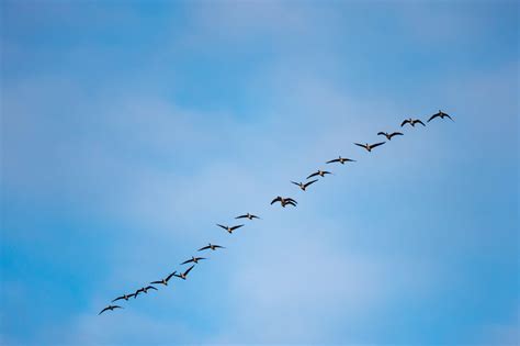 Moving Targets Bird Migration Climate Change And History