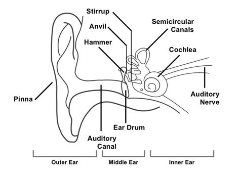 1 Diagram Showing The Structure Of The Human Ear Detailing The Parts