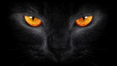 Wallpaper Black Cat Scary Yellow Eyes Dark Background Animals 945