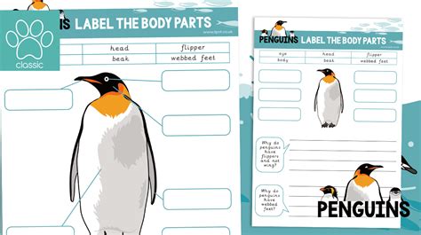 Teachers Pet Penguins Label The Penguin Body Parts